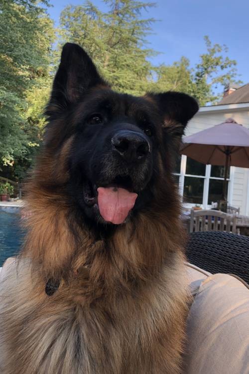 Roman the Dog at Classic Blinds & Shutters Design Center